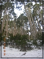 2011-03-08 08-06-27-黑森林踏雪行.JPG